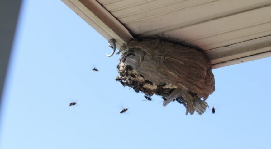 Commercial Roof Damage from Animals