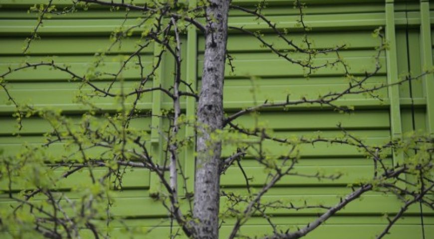 Trees and Your Commercial Roof